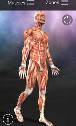 Muscle trigger point anatomie 1