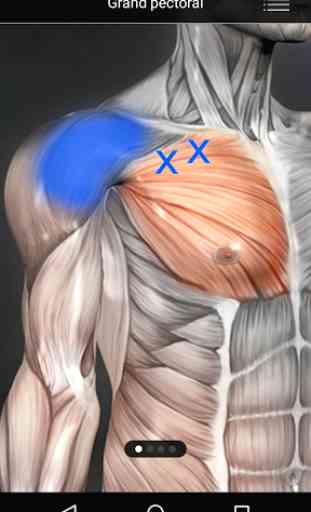 Muscle trigger point anatomie 4