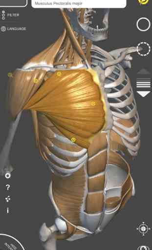 Anatomie 3D pour l'artiste | P 1