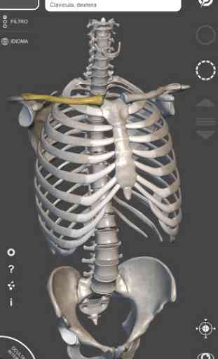 Anatomie 3D pour l'artiste | P 4
