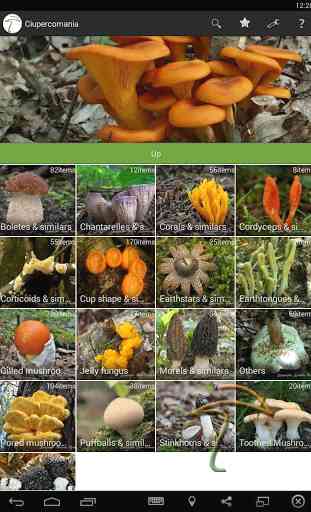 Ciupercomania - mushroom guide 1