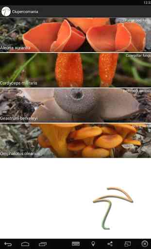 Ciupercomania - mushroom guide 4