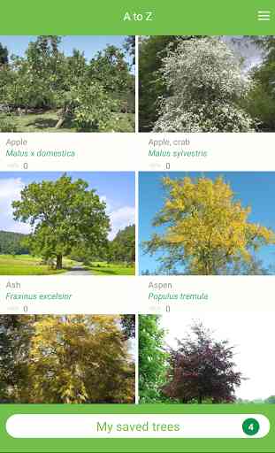 Tree ID - British trees 3