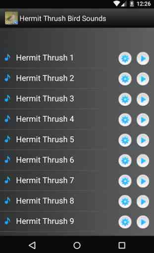 Hermit Thrush oiseaux 1