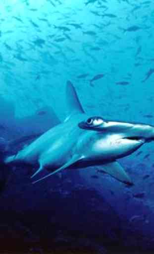 Shark 2