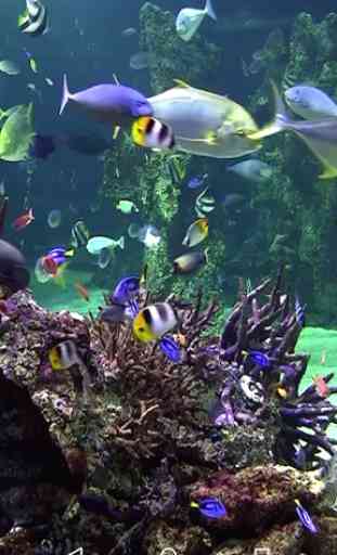 Video Wallpaper: Aquarium 3
