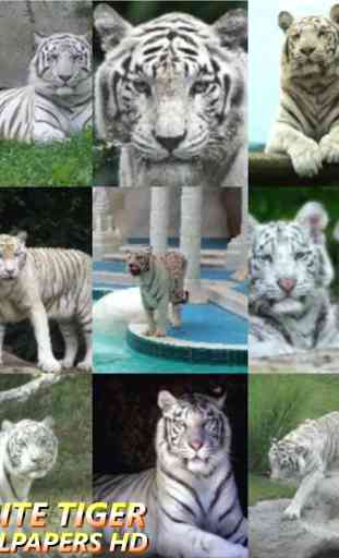 Wallpapers White Tiger HD 1