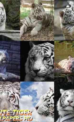 Wallpapers White Tiger HD 2
