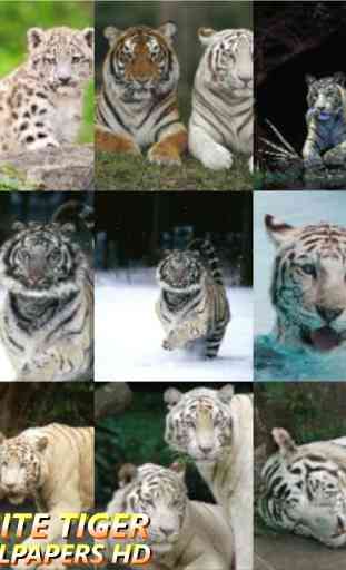 Wallpapers White Tiger HD 3