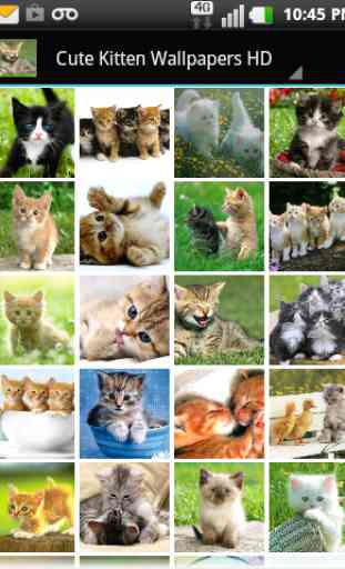 Cute Kitten Wallpapers HD 1