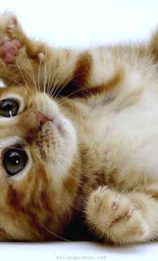 Cute Kitten Wallpapers HD 3