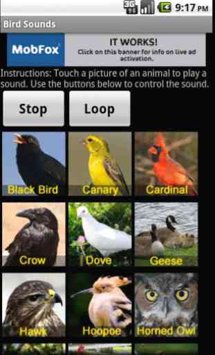 Oiseau Sounds 1