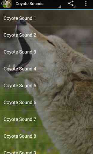 Coyote Sounds 3