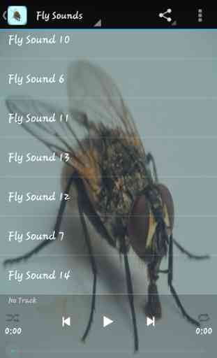 Fly Sounds 2