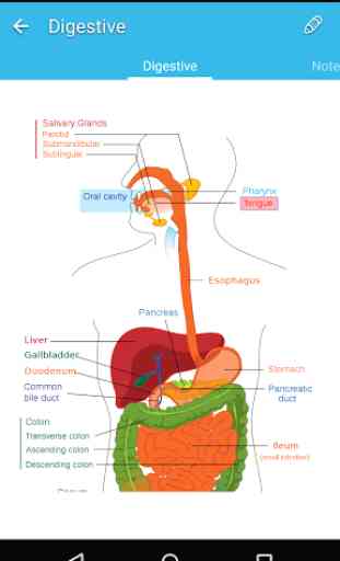 Guide de l'anatomie humaine 3