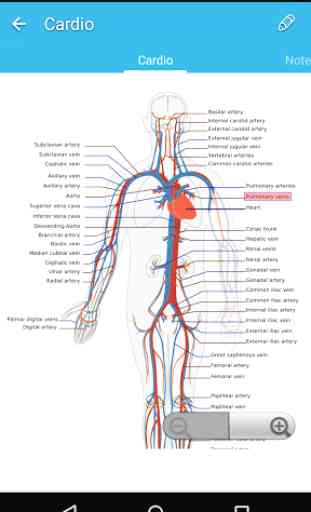 Guide de l'anatomie humaine 4