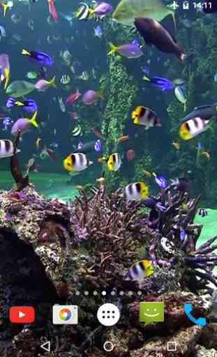 Aquarium 4K Fond d'écran animé 1