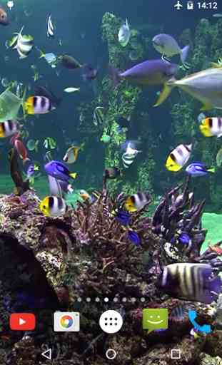 Aquarium 4K Fond d'écran animé 2
