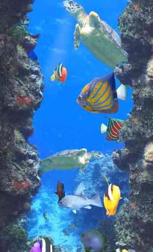 Aquarium et poissons 2