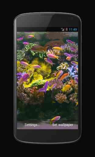 Aquarium Video Live Wallpaper 1
