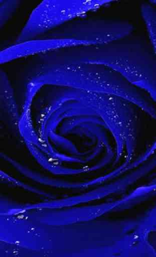Blue Rose Wallpaper 3