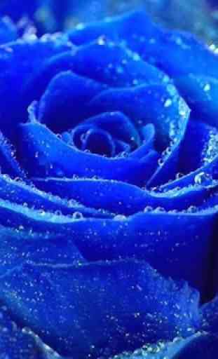 Blue Rose Wallpaper 4