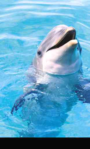 Dolphin Live Wallpaper 2