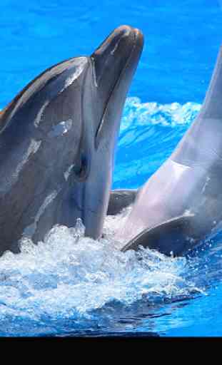Dolphin Live Wallpaper 3