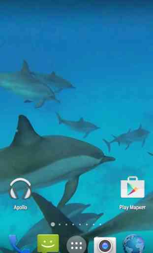 Dolphins. Live Video Wallpaper 3