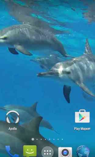 Dolphins. Live Video Wallpaper 4