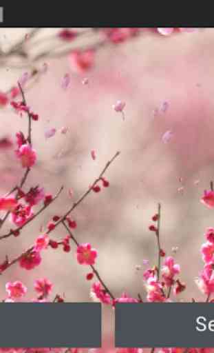 Fleurs Cerisier Fond D'écran 4