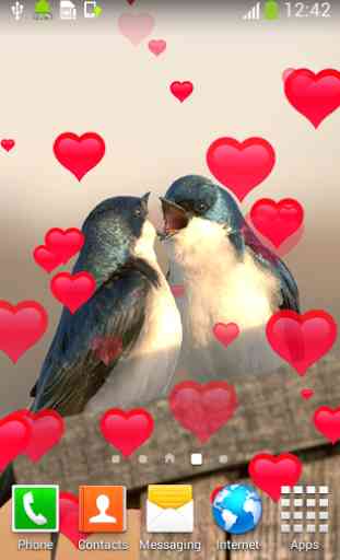 l'amour des oiseaux vivent 3