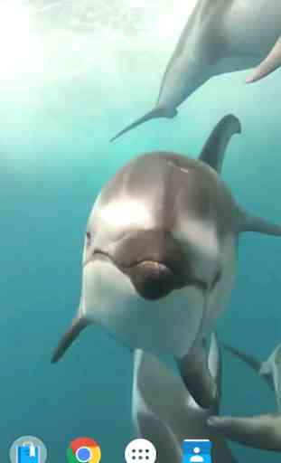 Les dauphins fond d'écran 3D 1