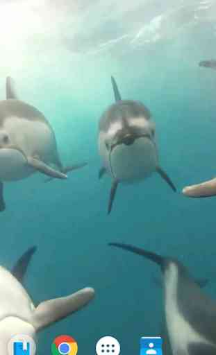 Les dauphins fond d'écran 3D 4