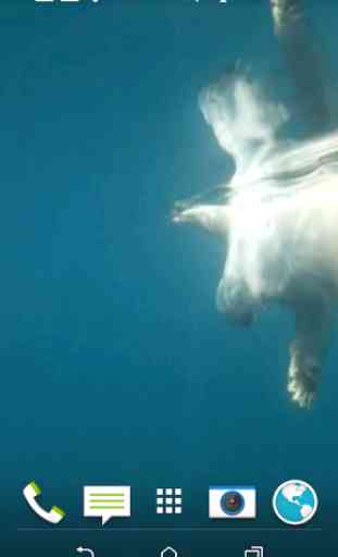 ours polaire nage vidéo LWP 1