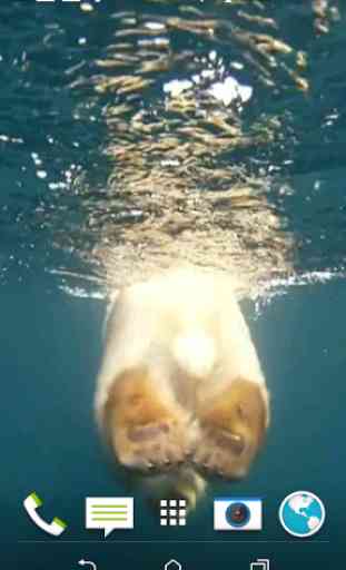 ours polaire nage vidéo LWP 3