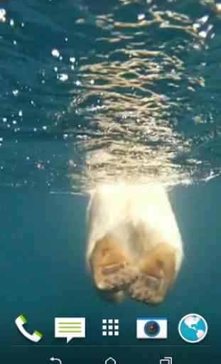 ours polaire nage vidéo LWP 4