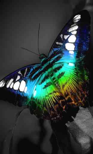 Papillon Brillant Fond D'écran 3