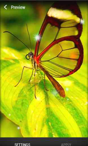 Papillon Fond d'écran animé 2