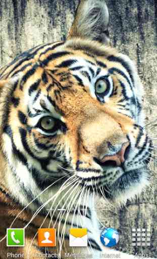 Tiger Live Wallpaper 2
