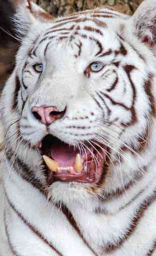 Tigre Blanc Fond d'écran Animé 4