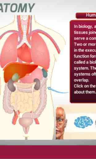 Anatomie du corps humain 1