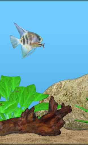 Aquarium Fish 2