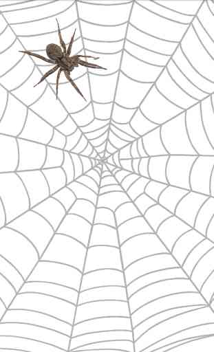 Spider 4