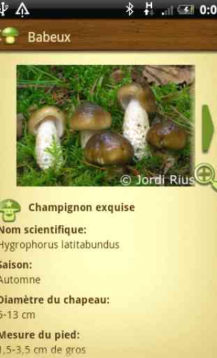Champignon - Mushtool 4
