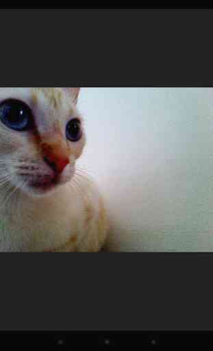 Snapcat - Photo app for cats 3
