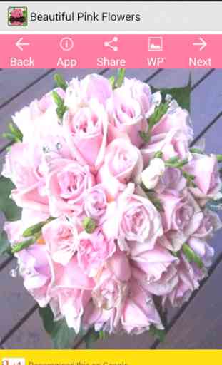 belles fleurs roses 1