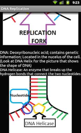 DNA Replication 4