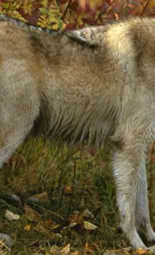 Wolf Jigsaw Puzzles 1