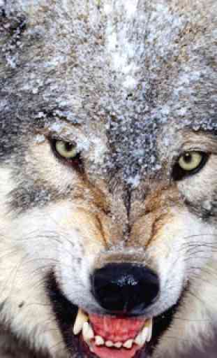 Wolf Jigsaw Puzzles 2